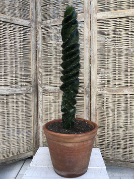 Cereus forbesii spiralis Topfdurchmesser 30cm Höhe 85cm