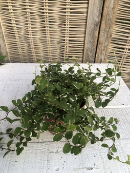 Ficus pumila Topfdurchmesser 10cm