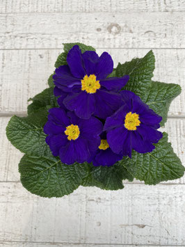 Primel blau Topfdurchmesser 10,5cm