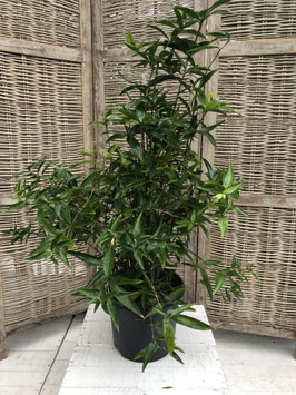Dracaena surculosa cantik Topfdurchmesser 26cm Höhe 90cm