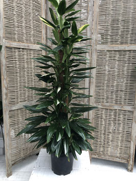 Philodendron cobra Moosstab Topfdurchmesser 21cm Höhe 115cm