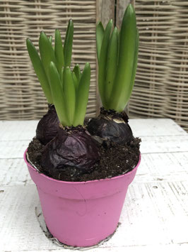 Hyanzinthe 3er rosa Topfdurchmesser 11cm