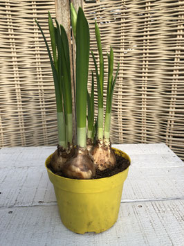 Narzisse Tete a Tete gelb gross gelb Topfdurchmesser 12cm