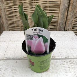Tulpe Hellpink Topfdurchmesser 11cm