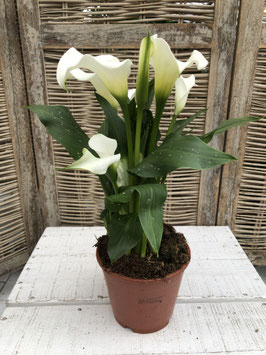 Calla weiss Topfdurchmesser 13cm Höhe ca. 40cm