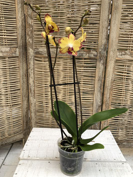 Phalaenopsis gelb/pink Topfdurchmesser 11cm Höhe ca. 58cm