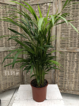 Areca Palme Topfdurchmesser 18cm Höhe 75cm