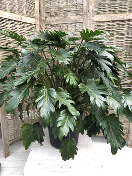 Philodendron Xanadu Topfdurchmesser 30cm Höhe 80cm