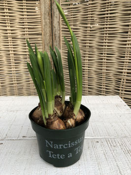 Narzisse Tete a Tete gelb Topfdurchmesser 10,5cm