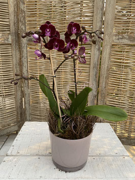 Orchidee Rot Pink mit Glasübertopf