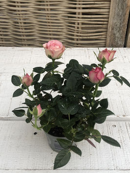 Rose mini rosa/pink Topfdurchmesser 6cm Höhe ca. 14cm