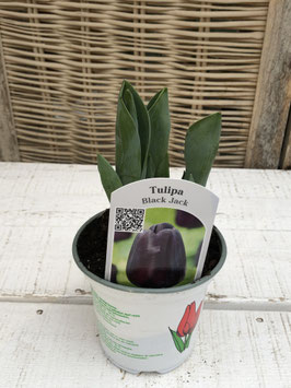 Tulpe Black Jack Topfdurchmesser 11cm