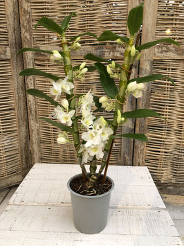 Dendrobium nobile weiss Topfdurchmesser 11cm Höhe ca. 50cm