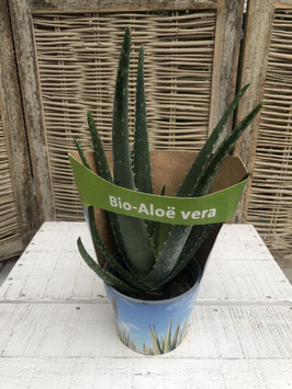 Aloe vera Bio Topfdurchmesser 11cm Höhe ca 26cm