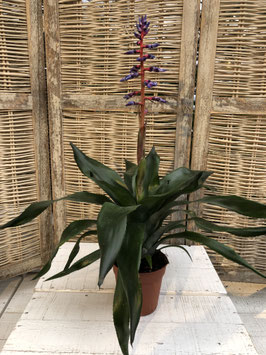 Aechmea primera Topfdurchmesser 11cm Höhe ca. 55cm