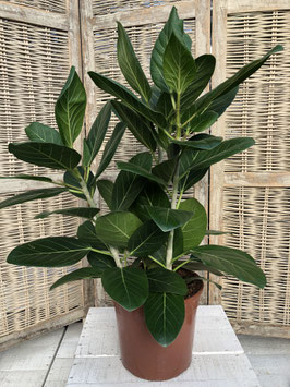 Ficus benghalensis audrey Topfdurchmesser 24cm Höhe 75cm