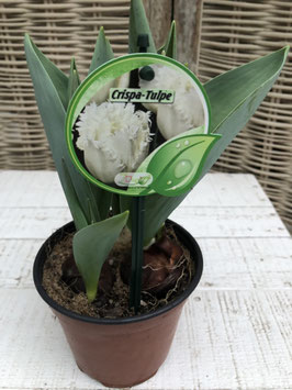 Tulpe Crispa weiss Topfdurchmesser 11cm