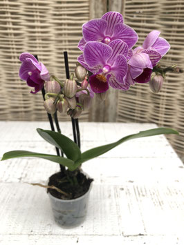 Phalaenopsis mini pink Topfdurchmesser 5cm Höhe ca. 21cm