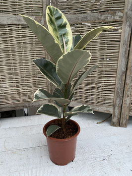 Ficus robusta weiss/grün Topfdurchmesser 16cm Höhe 65cm