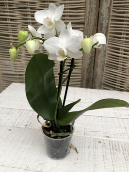 Phalaenopsis mini weiss Topfdurchmesser 5cm Höhe ca. 21cm