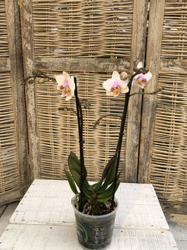 Phalaenopsis creme/rosa Topfdurchmesser 11cm Höhe ca. 43cm