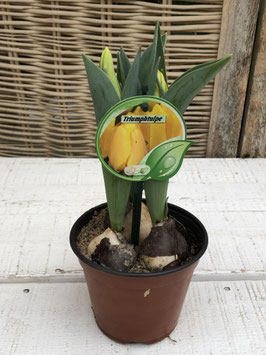 Tulpe Gelb Topfdurchmesser 11cm