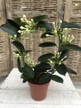 Stephanotis Topfdurchmesser 11cm Höhe ca. 40cm