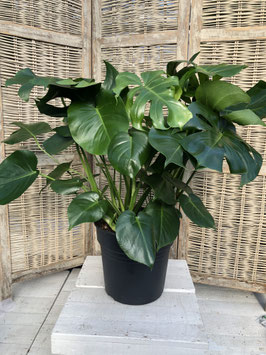 Monstera deliciosa Topfdurchmesser 30cm Höhe 80