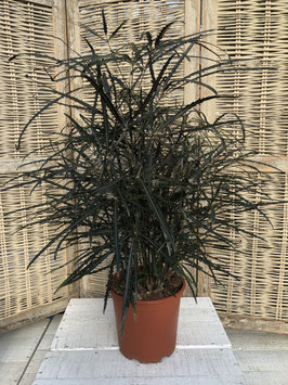 Dizygotheca elegantissima Fingeraralie Topfdurchmesser 19cm Höhe 70cm