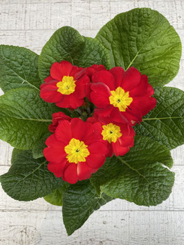 Primel rot Topfdurchmesser 10,5cm