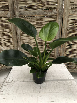 Philodendron imperal green Topfdurchmesser 12cm Höhe 25cm