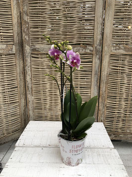 Phalaenopsis rosa Topfdurchmesser 11cm Höhe ca. 40cm