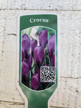 Krokus lila Topfdurchmesser 9cm