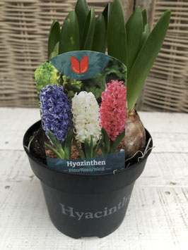 Hyazinthe 3er blau/rosa/weiss Topfdurchmesser 11,5cm