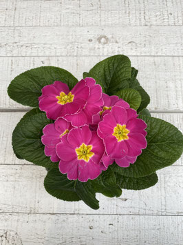 Primel pink Topfdurchmesser 10,5cm