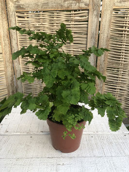 Adiantum raddianum  Topfdurchmesser 12cm Höhe 33cm