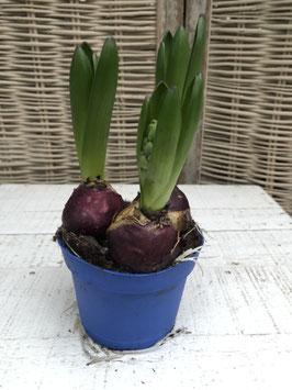 Hyanzinthe 3er blau Topfdurchmesser 11cm