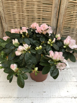 Azalee rosa Topfdurchmesser 12cm Höhe ca. 29cm