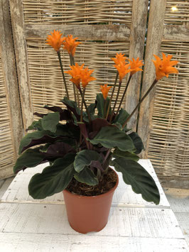 Calathea crocata Topfdurchmesser 13cm Höhe ca. 40cm