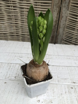 Hyanzinthe Topf eckig weiss Topfdurchmesser 6cm