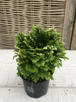 Selaginella Topfdurchmesser 9cm Höhe ca. 20cm