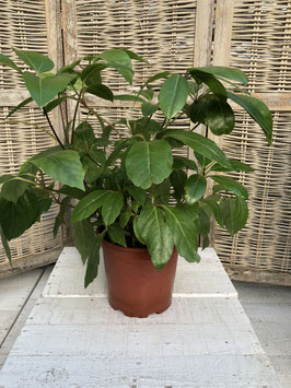 Schefflera amate Topfdurchmesser 19cm Höhe 50cm