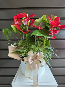 007 Anthurium composizione del fiorista