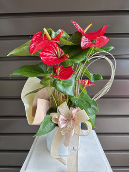 007 Anthurium con confezione regalo e vaso in ceramica