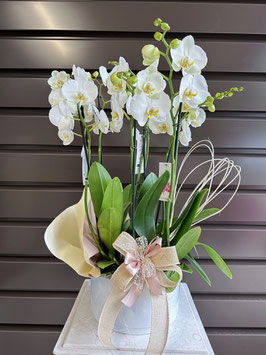 007 Orchidea composizione del fiorista con vaso 8/10 rami