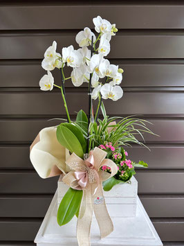 007 Orchidea composizione del fiorista