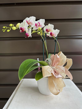 007 Orchidea piccola con vaso 2 rami diritti