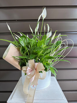 007 Anthurium composizione del fiorista