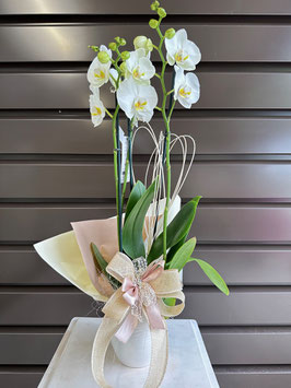 006 Orchidea con vaso 2 rami diritti