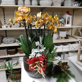 008 composizione orchidee  arancio